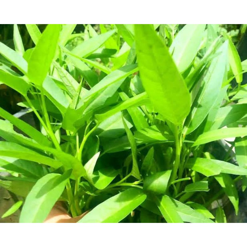 20gram Benih Biji Kangkung Suuper Repack
