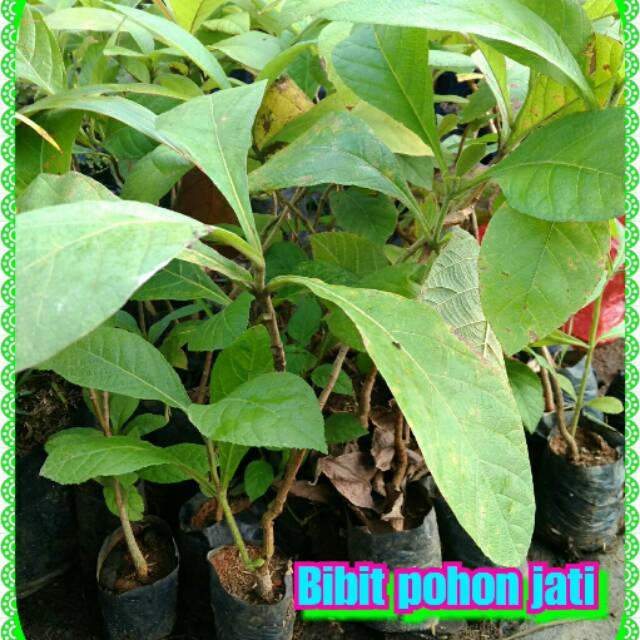 Bibit pohon jati 5 pohon