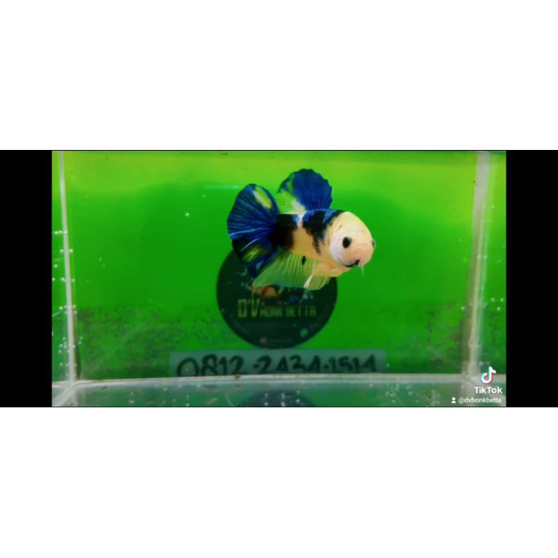 

ikan cupang yellow koi top greet