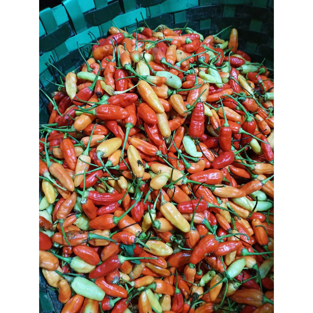 

Rawit Merah / Cabe Rawit / Rawit Setan / 250gr