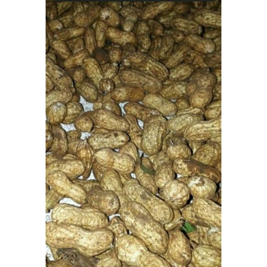 

Kacang Tanah Tua Pilihan Rebusan 500g