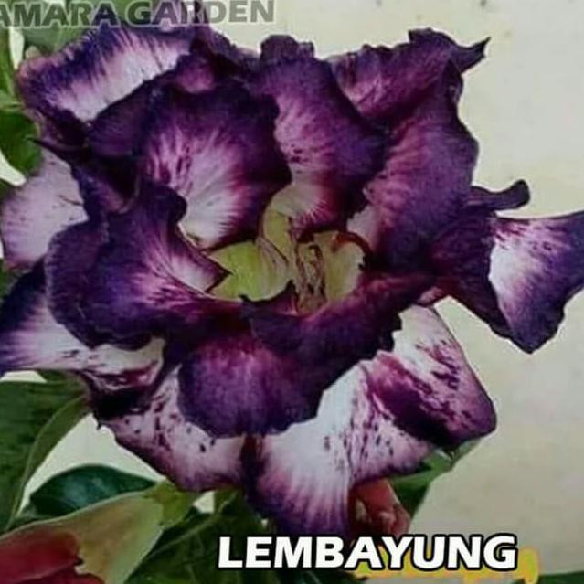 

► Langsung Proses ◄ Bibit Bunga Kamboja Adenium Lembayung ,,