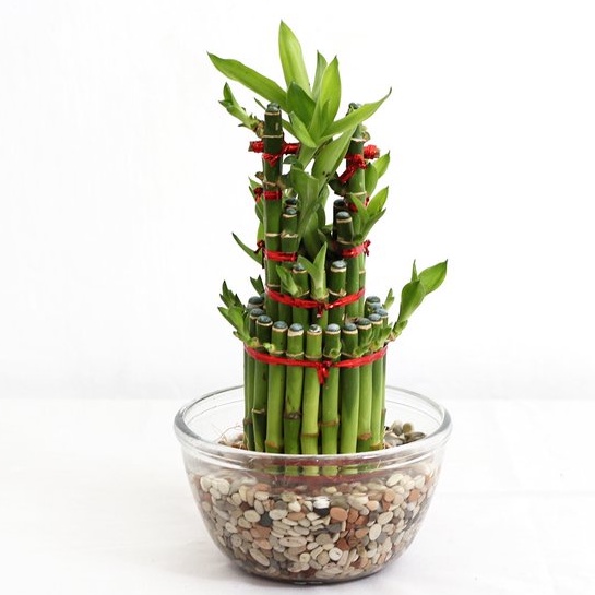 TANAMAN BAMBU HOKI BAMBU AIR TANAMAN HIAS BAMBU REJEKI MURAH