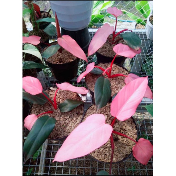 Philodendron dark lord pink