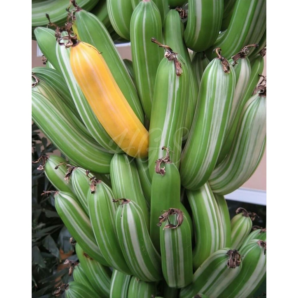 Bibit Tanaman Buah Pisang Variegated Shopee Indonesia