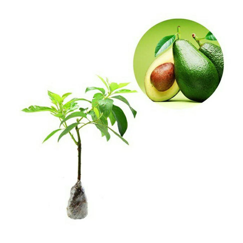 #_* BIBIT BUAH ALPUKAT MENTEGA SAMBUNG PUCUK R*O