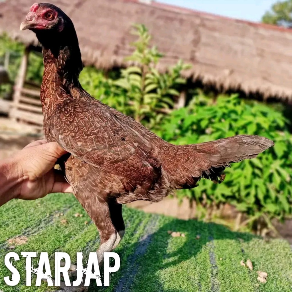 ayam bangkok super pama ninja telur fertil