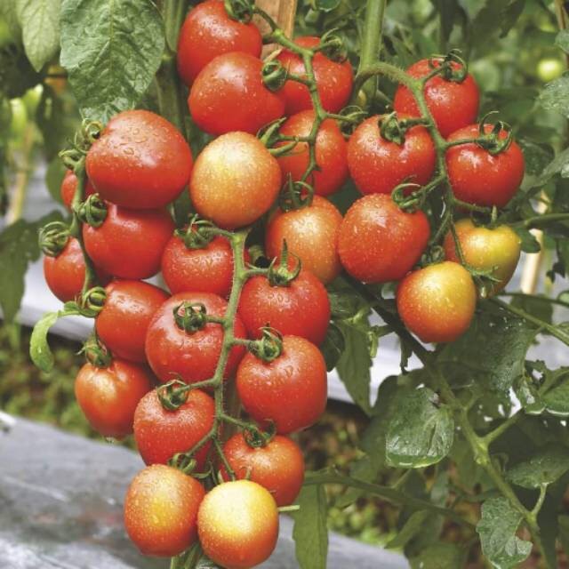 BENIH Tomat Gustavi +/- 1.750 butir-2