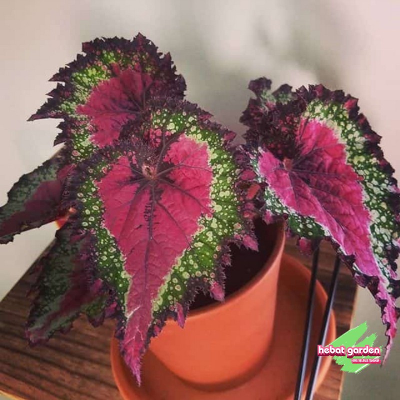 Begonia Pelangi Merah - Begonia Rex Raspberry Torte