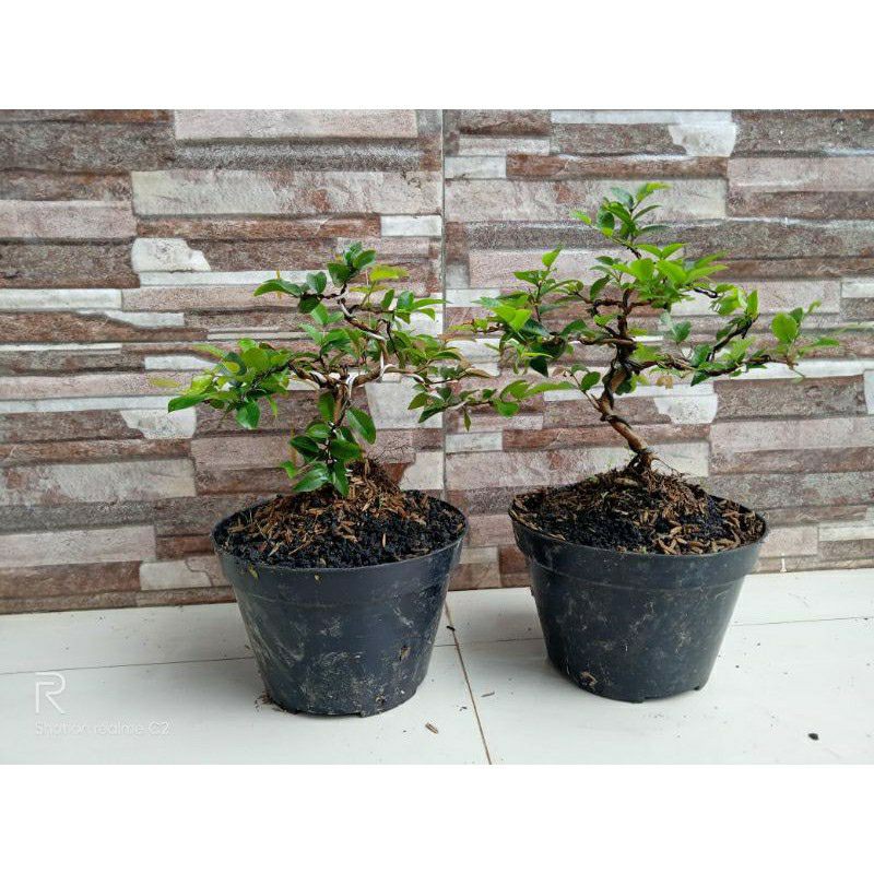 Promo Bonsai Shito Anggur Brazil tanaman hias Bonsai Shito Anggur Brazil murah