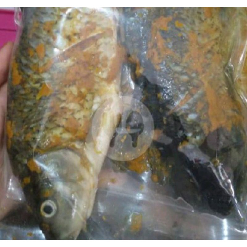 

IKAN MAS SEGAR BERBUMBU SIAP GORENG