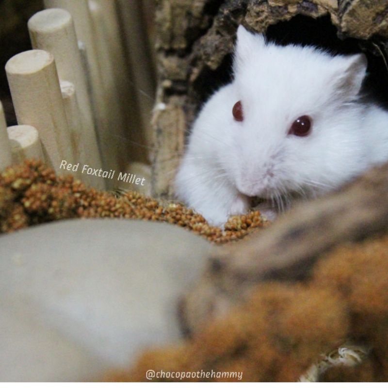 

Red Foxtail Millet Local | chocopaothehammy