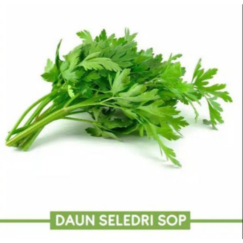 

Dau Seledri Fresh Perikat Besar