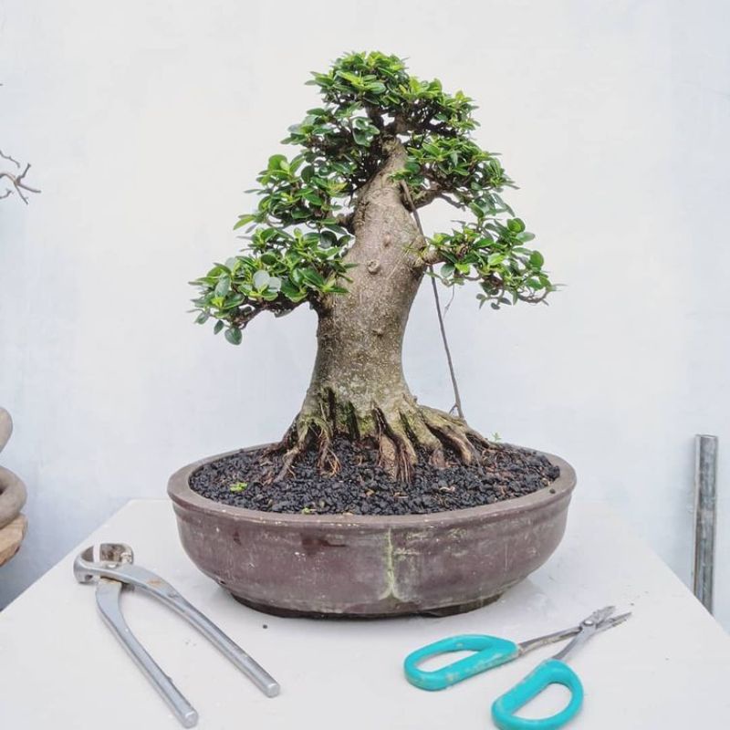 Bonsai Beringin dollar mikro