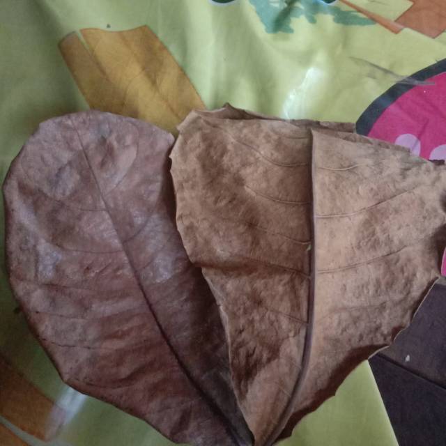 

Kualitas Super - Daun ketapang