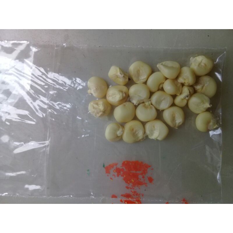 

jagung ketan putih / jagung pulut