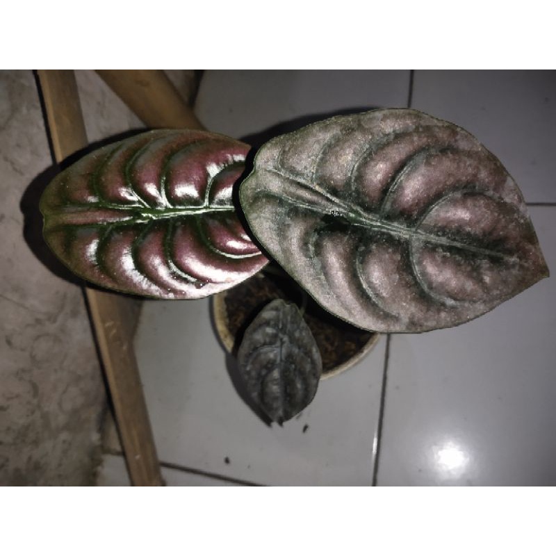 Alokasia cuprea/keladi tengkorak