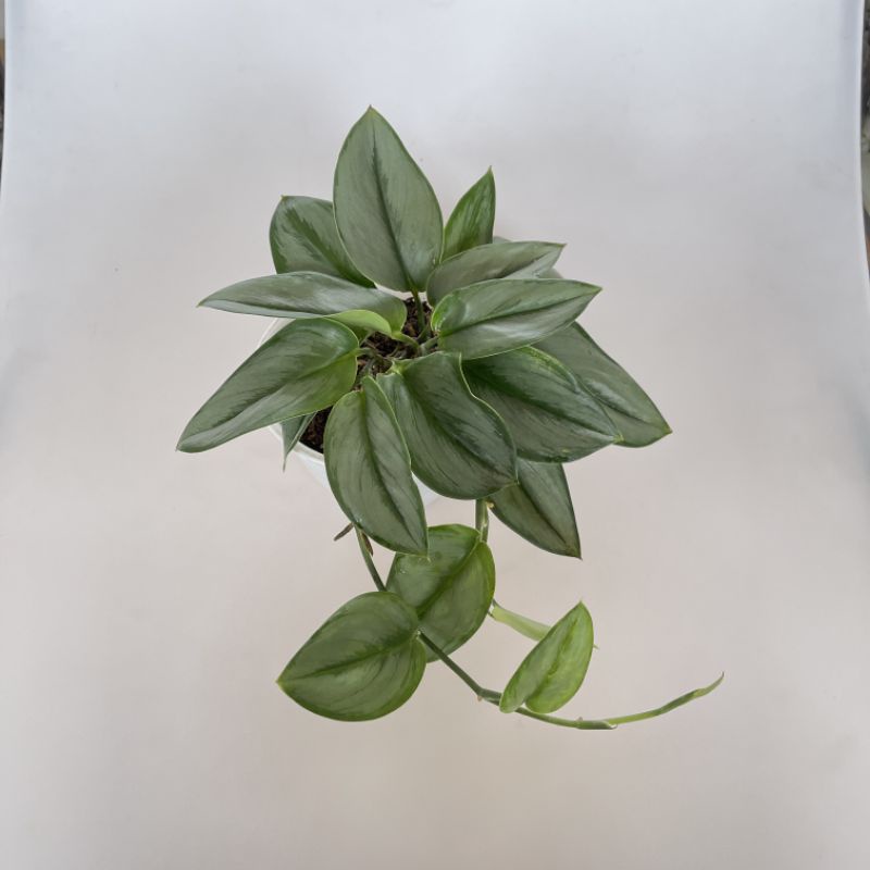 Scindapsus Moonlight