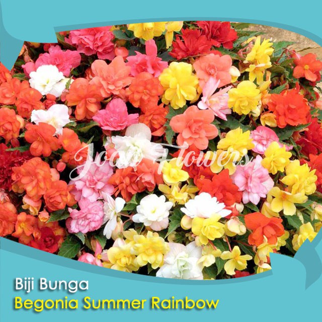 Bibit Tanaman Bunga Begonia Summer Rainbow Benih Bibit Tanaman Hias Untuk Dekorasi Rumah