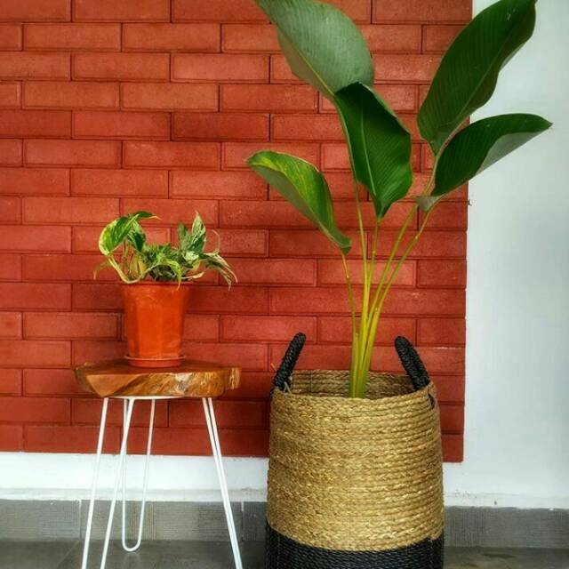 Calathea lisong,  Calathea lutea pisang calathea pohon indoor