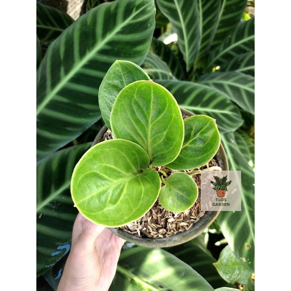 Anthurium Jemani Mangkok Rasputin