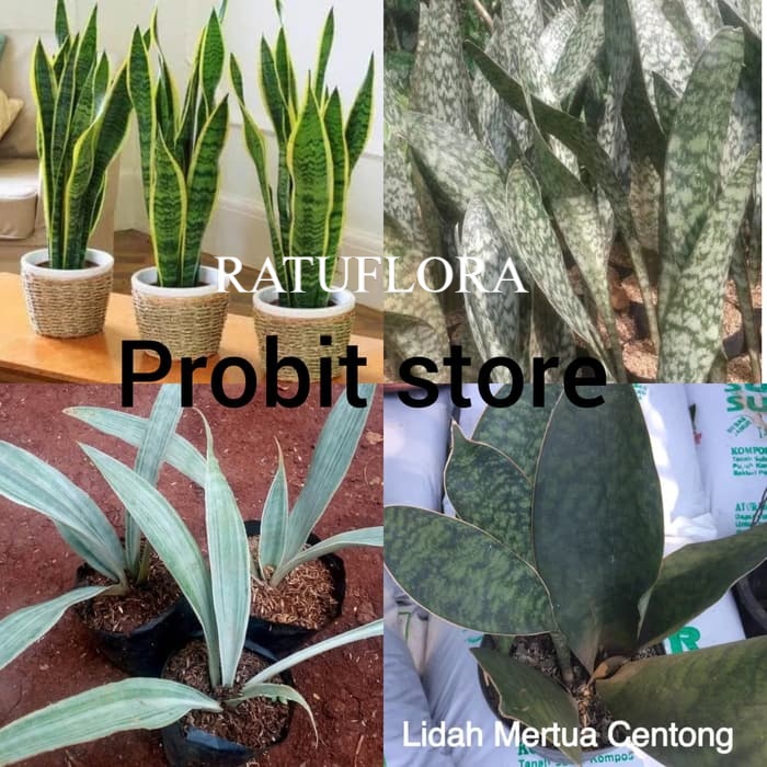paket 4 jenis sansevieria - sansivera - lidah mertua
