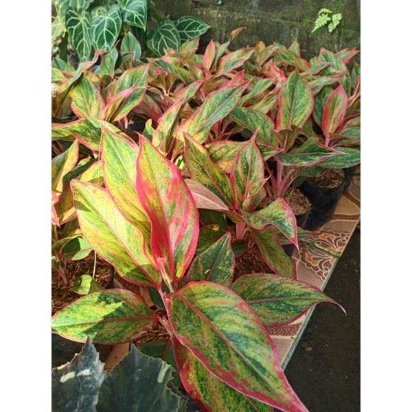 Aglonema Siam Aurora (Rumpun) indukan