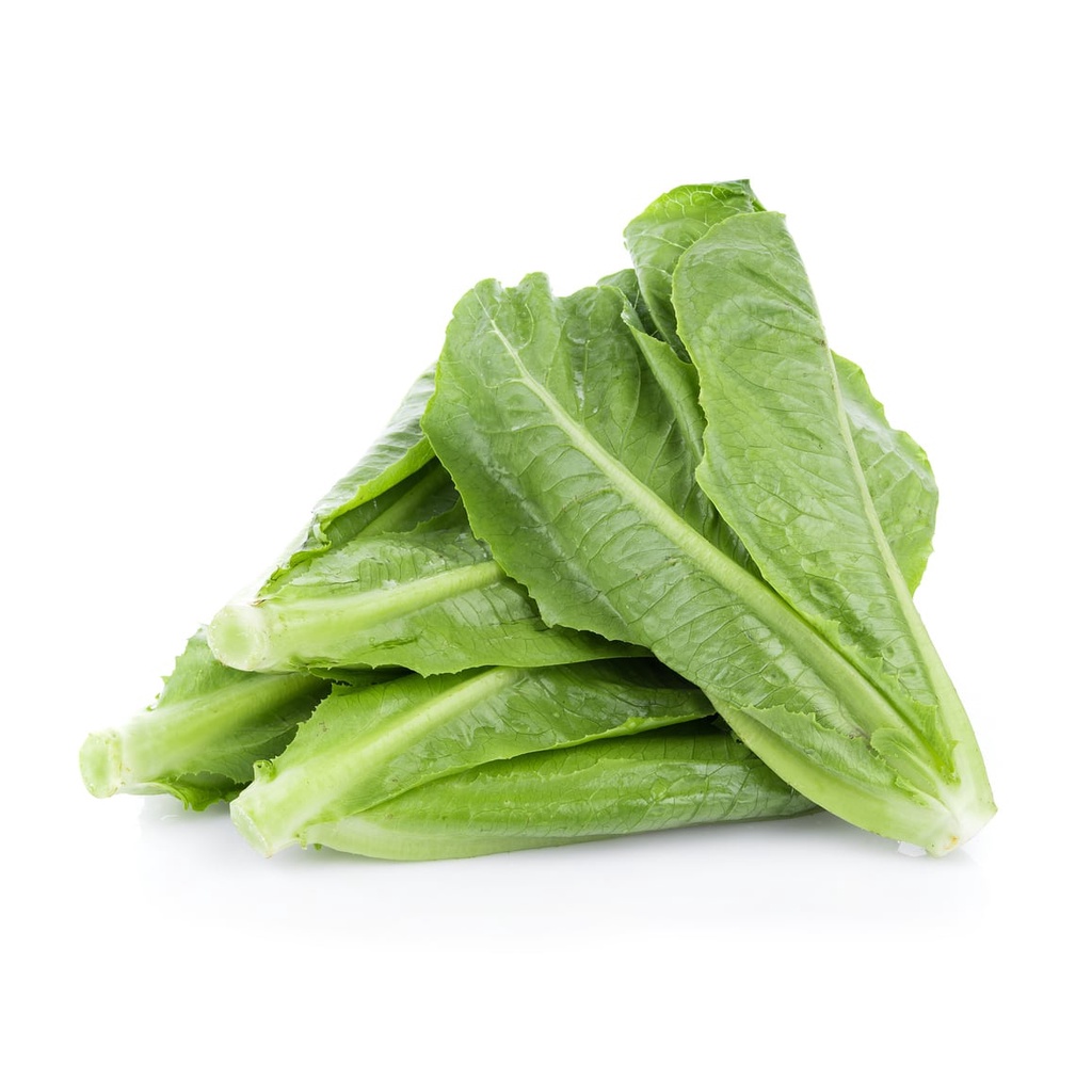 Benih Bibit Biji - Selada Green Romaine Balloon / Romain Hijau / Cos Lettuce Paris Island F1 Hibrida Seeds - Panen Dalam 35 Hari