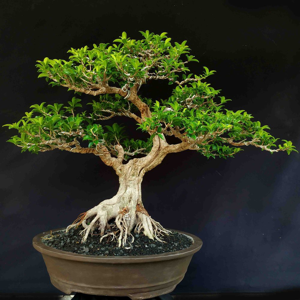 Bonsai Beringin Kimeng  Cahunit com