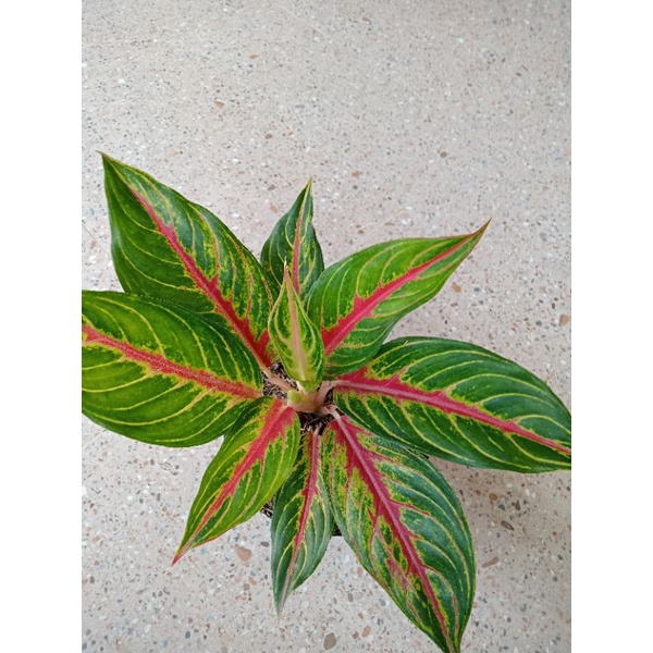 aglonema red sunset dewasa daun 7-8-9++