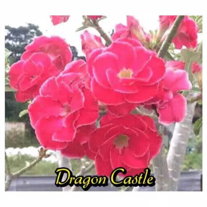 TANAMAN HIAS ADENIUM KAMBOJA JEPANG BUNGA TUMPUK//DRAGON CASTLE