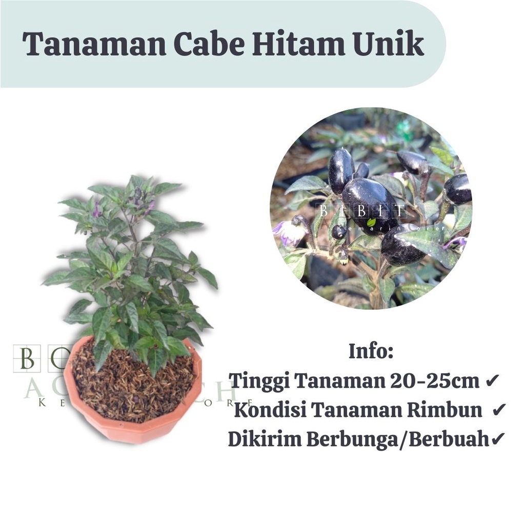 Bibit Cabe Hitam / Cabai Hitam Unik