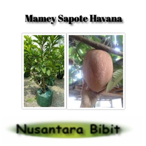Bibit Buah Mamey Sapote Havana
