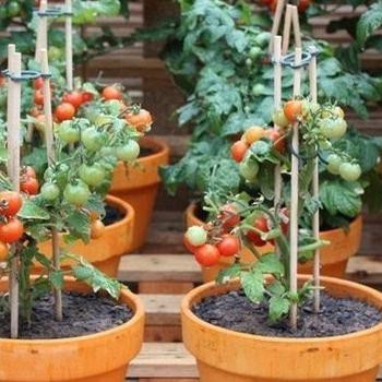 ✺ PAKET 15 JENIS BIBIT SAYURAN BENIH TANAMAN HIDROPONIK F1 ◙