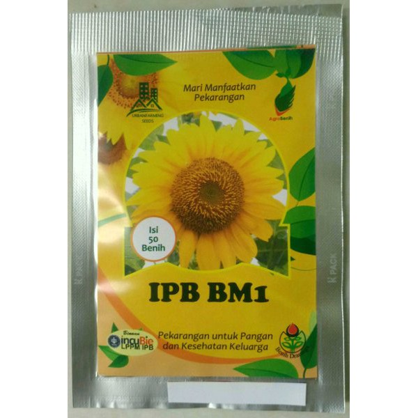 

Benih Bunga Matahari IPB BM1