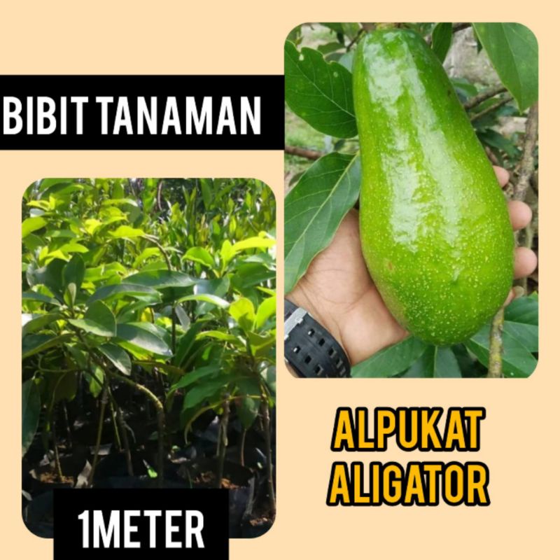 Bibit Alpukat Aligator 1 Meter