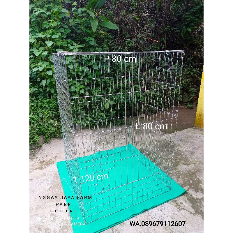 KANDANG GALVANIS KURUNGAN TENGGARAN UMBARAN PLAYINGPAN AYAM JAGO BANGKOK