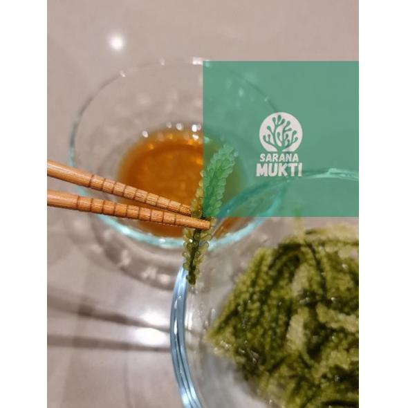 

[SKU PRODUK : H0V88] Anggur laut/ Green Caviar/ Latoh/ Lawi lawi/ Sea Grapes (Caulerpa Sp.)