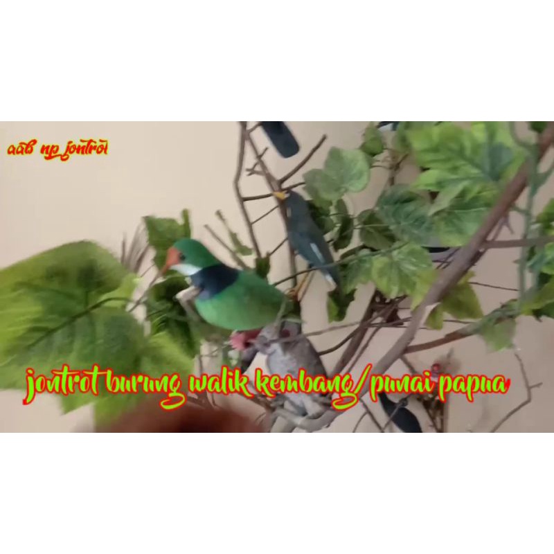 jontrot burung walik kembang