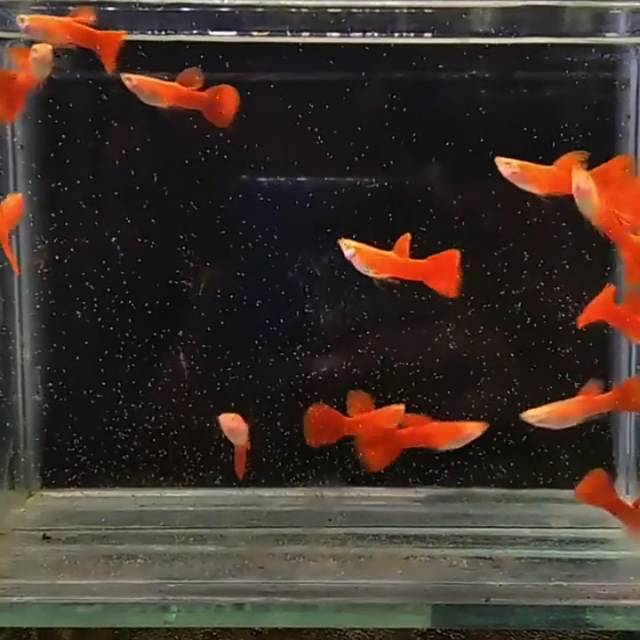 Ikan Guppy AFR (jantan)