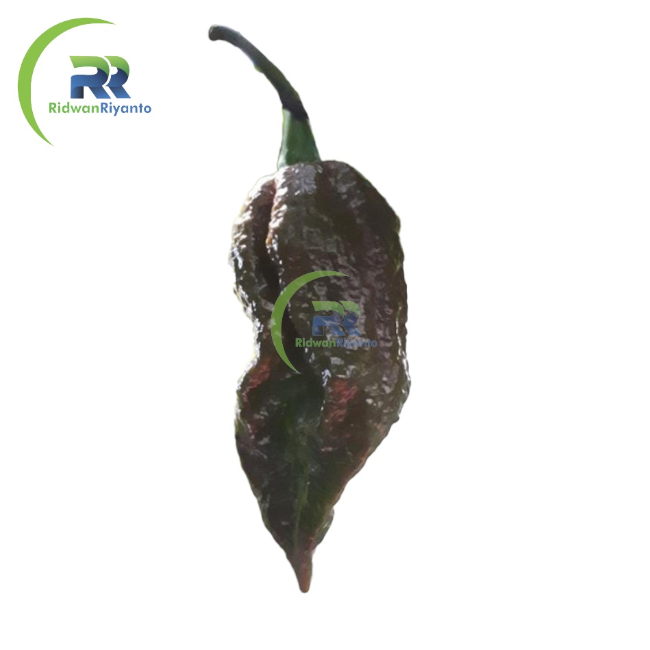 BIJI Benih Cabai BHUT JOLOKIA BLACK Chilli Pepper Chili ini BIJI Benih bukan BUAH CABE nya