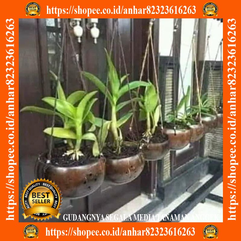 Vas gantung anggrek bulan dendrobium batok SUGIASIH24 bV