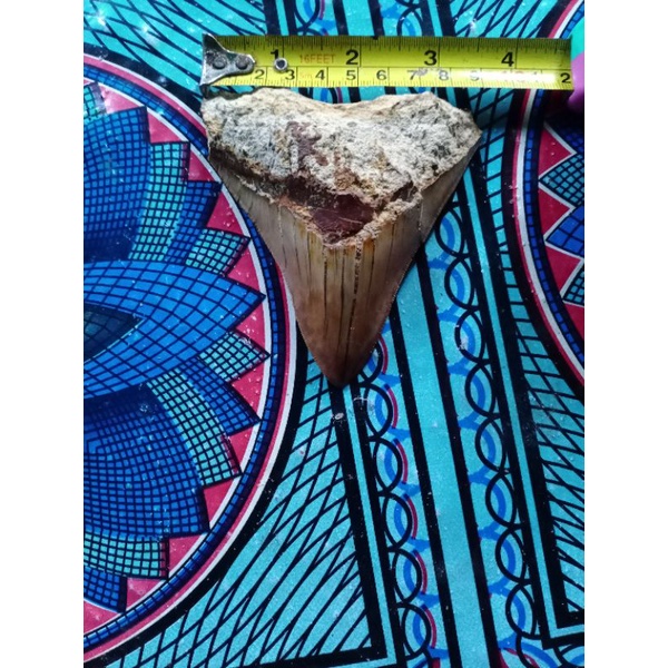 fosil gigi hiu megalodon(harga,perbiji)