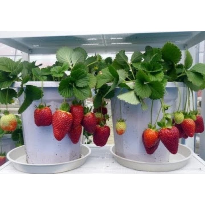 30 bibit strawbery jumbo manis jenis MENCIR siap tanam bibit berkualitas lansung dari kebun real stok