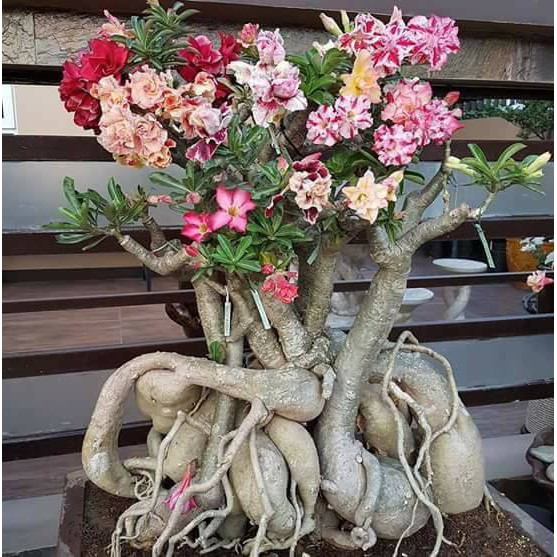 Adenium bunga tumpuk hasil grafting