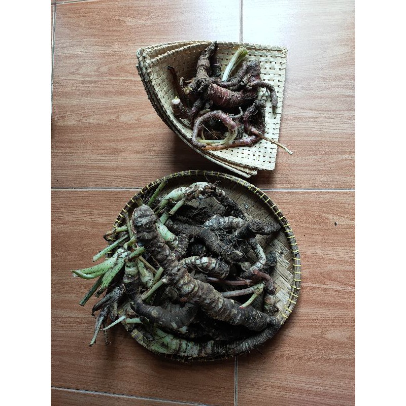 bonggol alocasia Watsoniana &amp; bisma