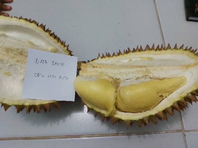 

Durian monthong matang pohon