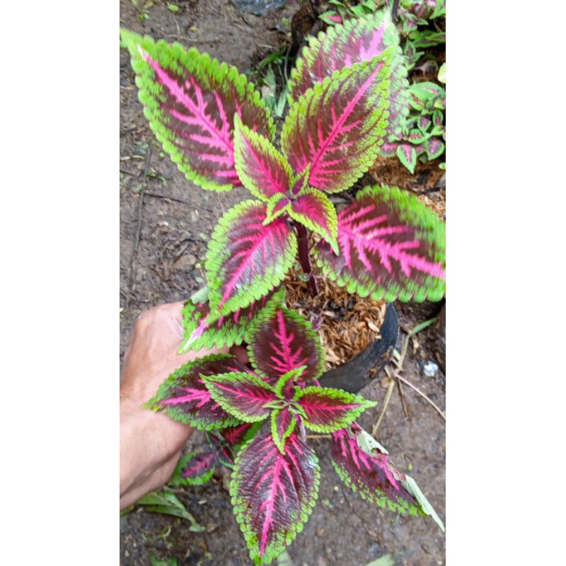 tanaman hias miana/miana hias/bunga miana/jawer kotok