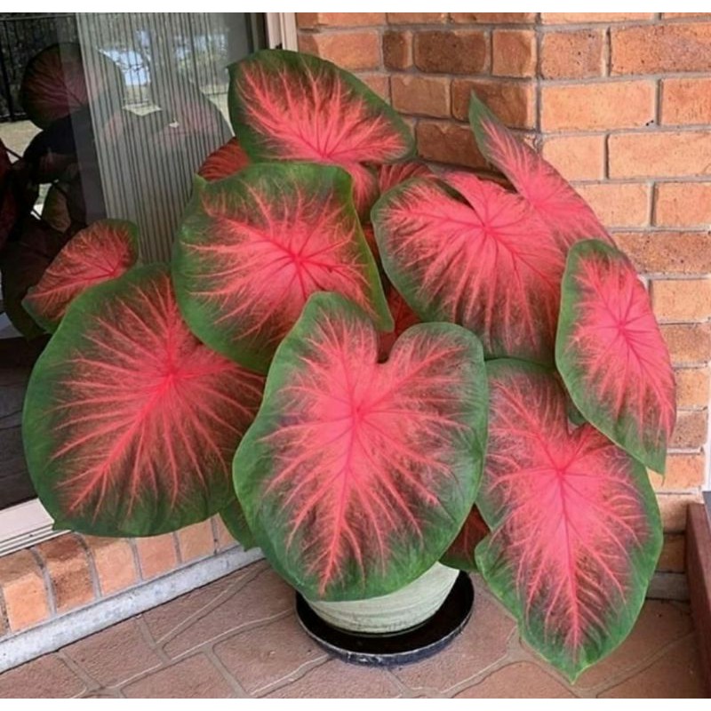 keladi kuping gajah merah (anakan)