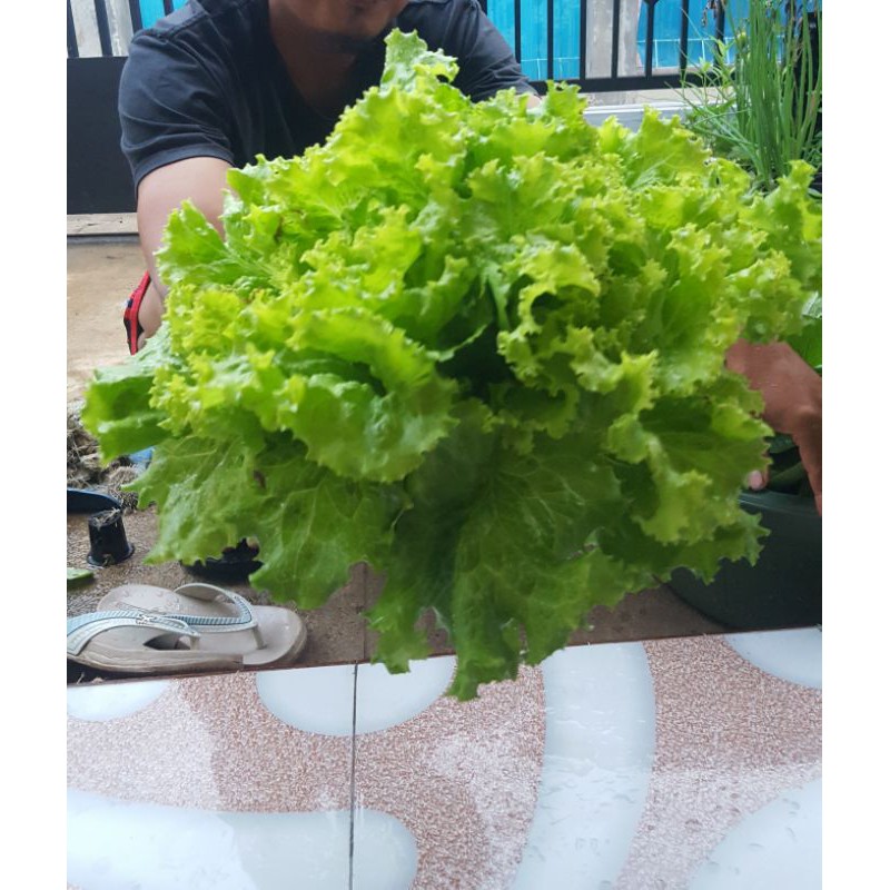 

selada hidroponik